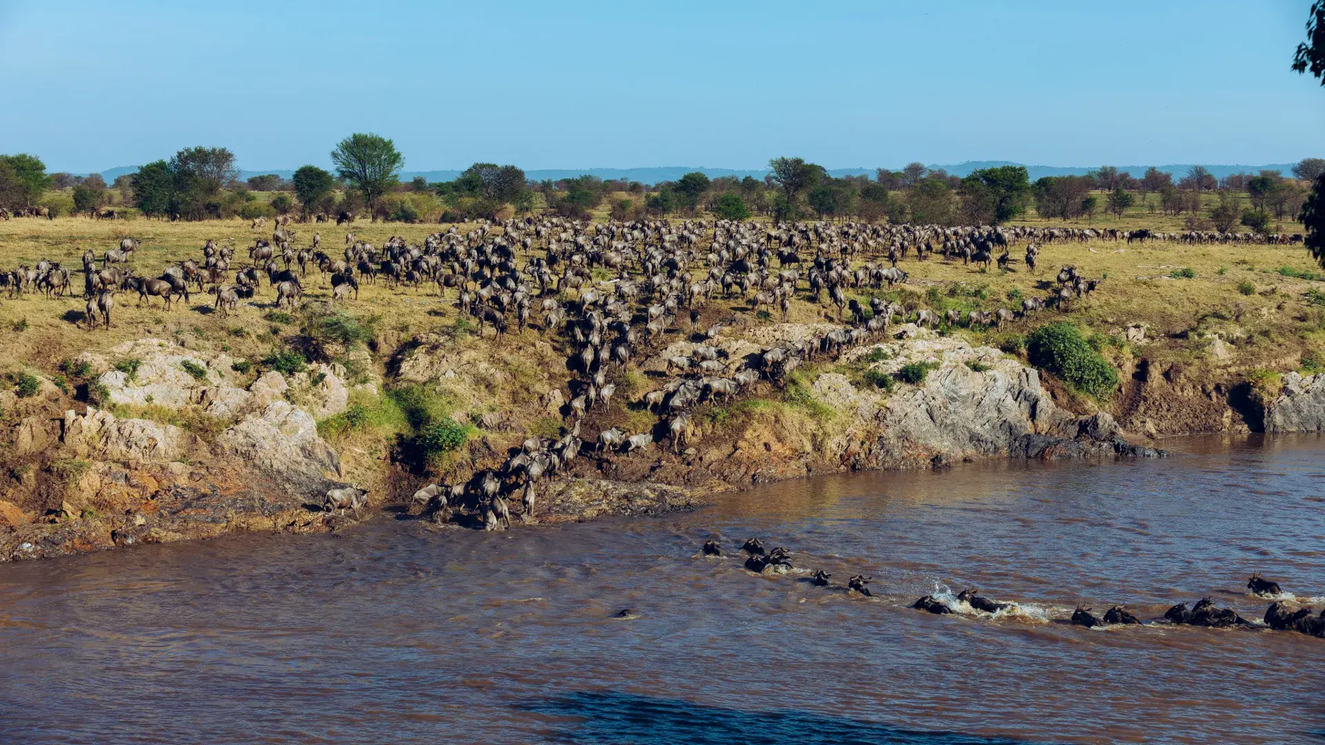 Wildebeest herd gathered along the Mara River before a crossing